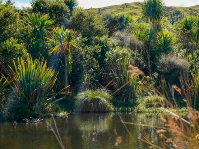 RiparianPlanting