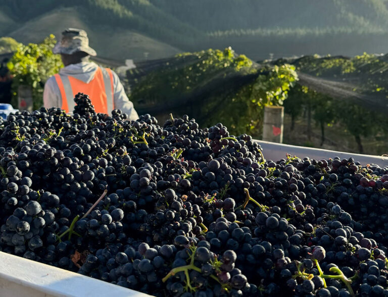 Pinot-Picking